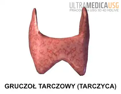 Gruczoł tarczowy (tarczyca) Gruczoł tarczowy - tarczyca