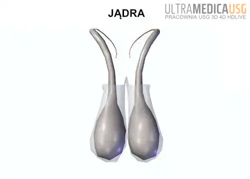Jądra mężczyzny - rycina Jądra mężczyzny - rycina