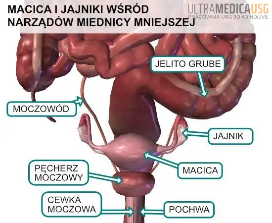 Położenie macicy i jajników wśród narządów miednicy mniejszej Położenie macicy i jajników wśród narządów miednicy mniejszej