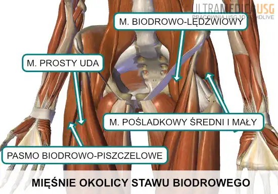 Mięśnie okolicy biodra Mięśnie okolicy biodra