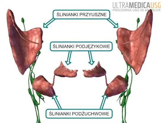 Ślinianki człowieka z węzłami chłonnymi Ślinianki człowieka z węzłami chłonnymi