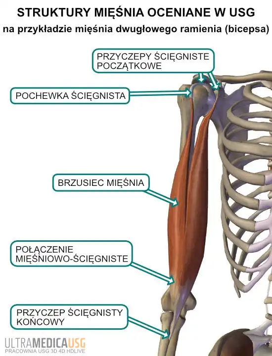 Budowa mięśnia na przykładzie mięśnia bicepsa