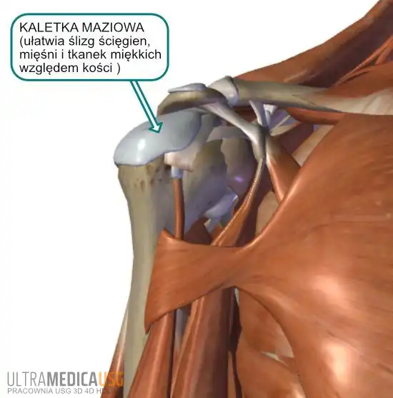 Kaletka maziowa Kaletka maziowa