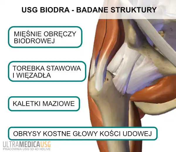 Struktury biodra oceniane w USG USG biodra, stawu biodrowgo Kraków