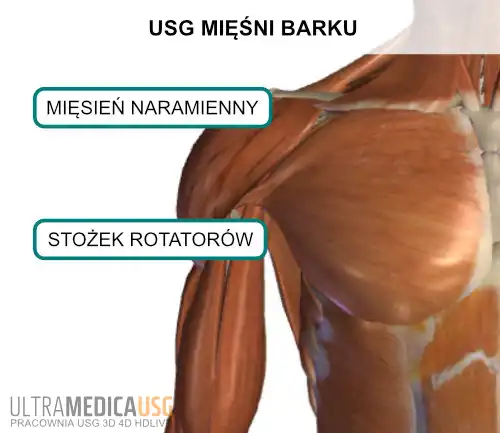 USG mięśni barku Badanie ultrasonograficzne mięśni barku Kraków