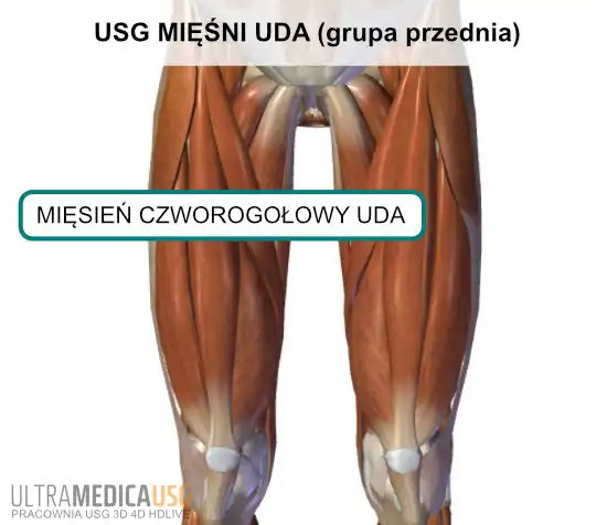 Mięśnie uda - grupa przednia USG mięśnia czworogłowego uda Kraków
