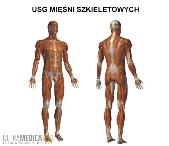Mięśnie szkieletowe w badaniu USG Mięśnie szkieletowe w badaniu USG