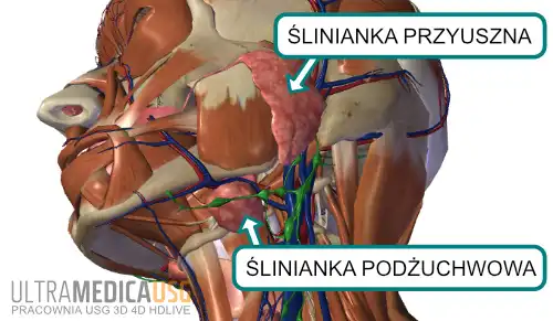 Badanie ślinianek Kraków Badanie ślinianek Kraków