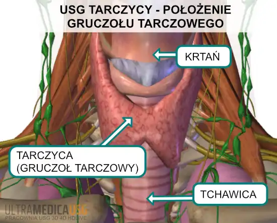 Położenie tarczycy (gruczołu tarczowego) USG tarczycy Kraków - położenie gruczołu