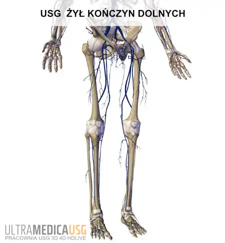 Żyły kończyn dolnych USG żył kończyn dolnych