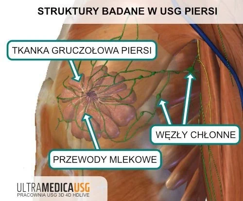 Struktury badane w USG piersi - obraz anatomiczny USG sutka Kraków